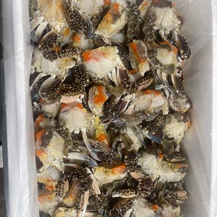 암절단게