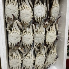 숫꽃게