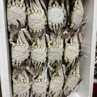 숫꽃게